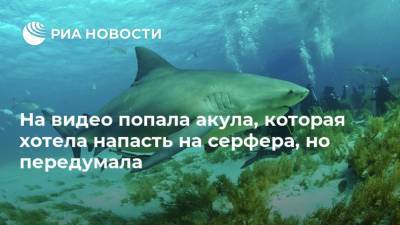 На видео попала акула, которая хотела напасть на серфера, но передумала - mur.tv - Москва - Австралия