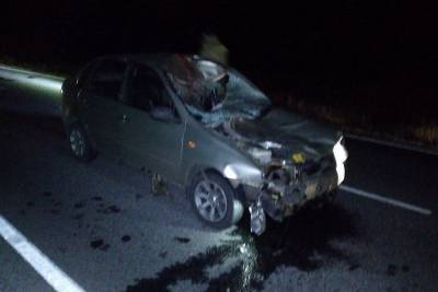 В Курганской области автомобиль сбил лошадь - mur.tv - Россия - Курганская обл.