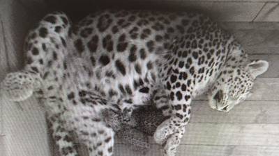 В Сочи родились два котёнка леопарда - mur.tv - Иран - Сочи - Туркмения