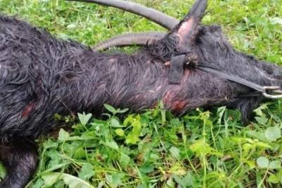 Собаки загрызли трех коз в Печорском районе - mur.tv