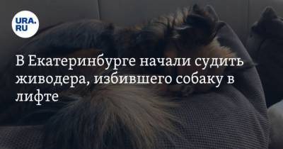 В Екатеринбурге начали судить живодера, избившего собаку в лифте - mur.tv - Россия - Екатеринбург