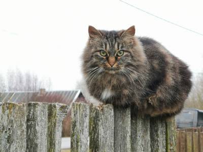 Впереди зима: нуждаются ли кошки в дополнительном тепле - mur.tv - Россия