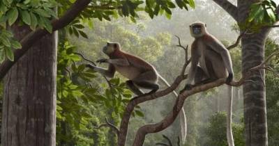 Найдены останки самой древней обезьяны за пределами Африки - mur.tv