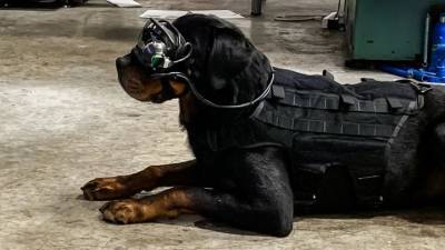 Военные США создали очки дополненной реальности для собак - mur.tv - Сша