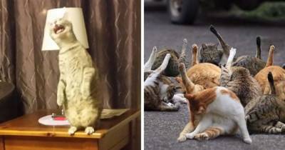 Пользователи сети устроили челлендж и показывают неудачные фото котов, за которые хвостатым было бы стыдно - mur.tv