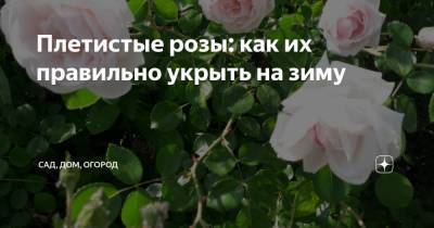 Плетистые розы: как их правильно укрыть на зиму - sadogorod.club
