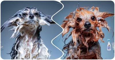 Веселая фотосессия мокрых собак-моделей умилила пользователей - mur.tv - Бразилия