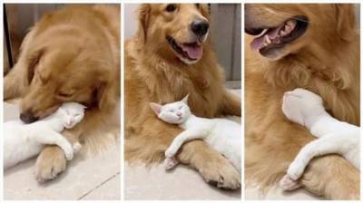 Как выглядит настоящая дружба между кошкой и собакой (4 фото) - chert-poberi.ru - Китай - Гуанчжоу