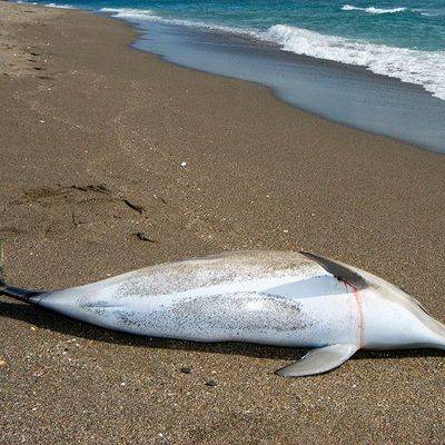 11 мертвых дельфинов обнаружили на берегу Красного моря в Египте - mur.tv - Египет