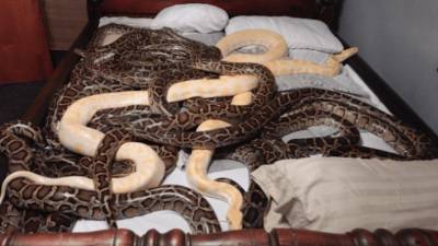 Любитель змей держал дома 20 питонов, 585 крыс и 46 кроликов - mur.tv - штат Юта