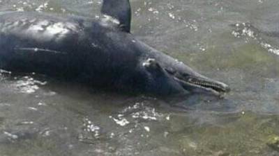 Марс Алам - В Египте отдыхающие на пляже нашли 11 трупов дельфинов - mur.tv - Египет