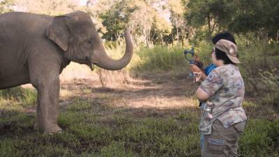 Тайские слоны выходят в прямой эфир. - mur.tv