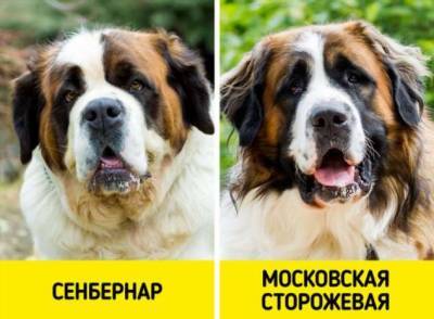 10 пар пород, которые путают даже преданные собачники - milayaya.ru