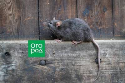 Чем опасны крысы в доме и как от них избавиться - sadogorod.club