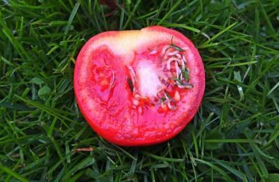 Семена проросли внутри томата – использовать плод или выбрасывать - sadogorod.club