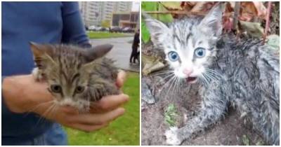 Промокший обессиленный котенок со страхом в глазах смотрел на людей - mur.tv - Москва