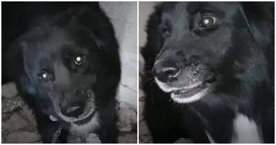 Агрессивная собака, оставленная в брошенном доме, никого к себе не подпускала - mur.tv - Греция