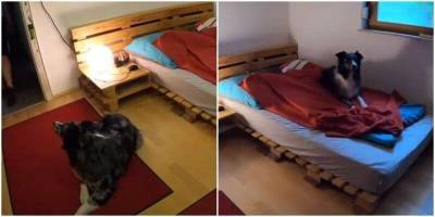 Смышленая собака перед сном выключает свет и укрывается пледом - mur.tv