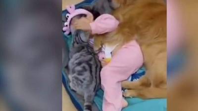Трогательное видео с девочкой, уснувшей между двумя хвостиками, покорило Сеть - mur.tv - Китай