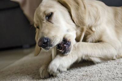 Почему собака кладет игрушки мне под ноги? - mur.tv