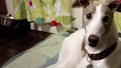 История пса Шона: будьте осторожны, гуляя с питомцами у водоемов - mur.tv