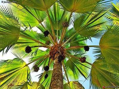 Притчардия тихоокеанская – веерная пальма Фиджи - sadogorod.club - Фиджи