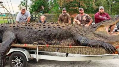 Самые большие крокодилы — монстры более 6 метров в длину и весом в тонну - chert-poberi.ru - Австралия