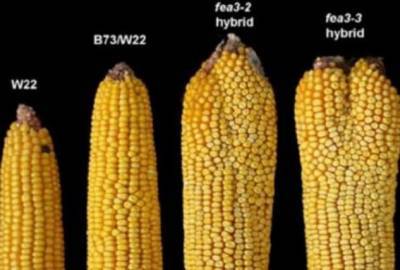 6 причин отказаться от кукурузы навсегда! - lublusebya.ru