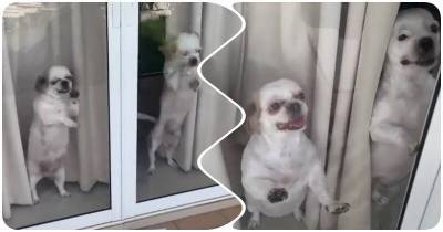 Реакция взволнованных собак на возвращение хозяйки с работы - mur.tv
