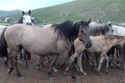 Власти Забайкалья сообщили о крылатых лошадях в Каганском районе - mur.tv - Забайкальский край