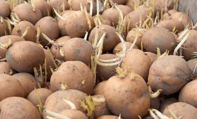 Как хранить картофель в погребе, чтобы он не прорастал весной? Полезный лайфхак - nashsovetik.ru - Тамбовская обл.