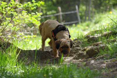 Собаки используют для навигации магнитные полюса Земли: вы серьезно? - mur.tv - Прага - штат Виргиния
