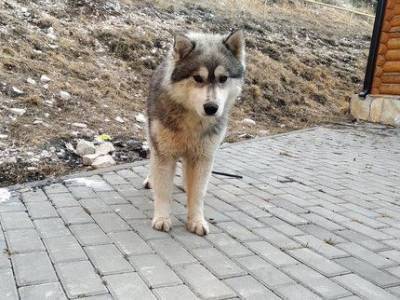 Это гуманнее, чем просто отстреливать: В Башкирии подсчитали траты на отлов и содержание бездомных собак в приютах - mur.tv - республика Башкирия