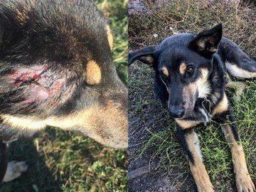 Жители Башкирии спасли раненую собаку из плена бомжа, живущего в поле - mur.tv - республика Башкирия - Стерлитамак