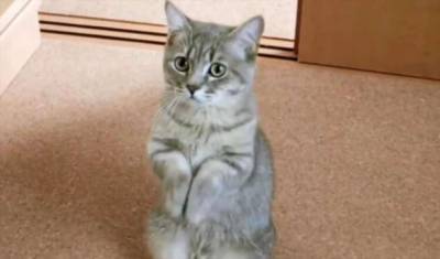 Как разговаривать с котами и кошками? Ученые нашли ответ (4 фото) - chert-poberi.ru