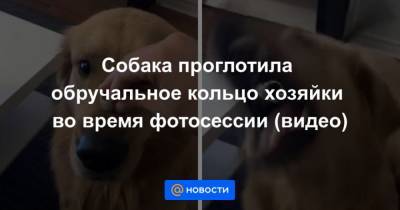 Собака проглотила обручальное кольцо хозяйки во время фотосессии (видео) - mur.tv
