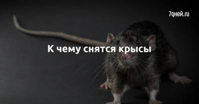 К чему снятся крысы - 7days.ru