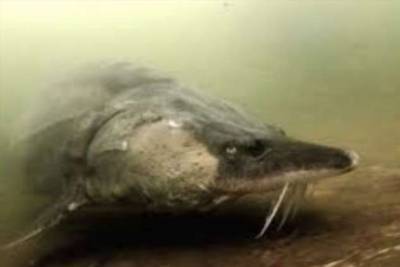Белуга на полторы тонны: самая большая пойманная рыба из реки - chert-poberi.ru