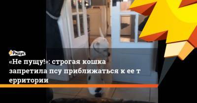 Не пущу!: строгая кошка запретила псу приближаться кеетерритории - mur.tv