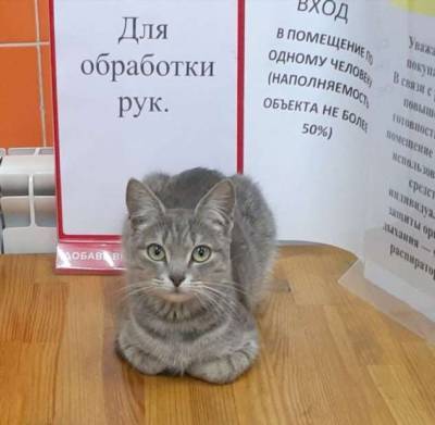 20 котов, чье второе имя «пожалуй, прилягу здесь» - milayaya.ru