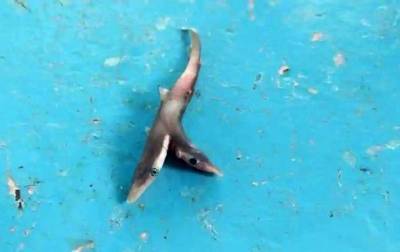 Рыбак выловил редкую двухголовую акулу - mur.tv - Индия