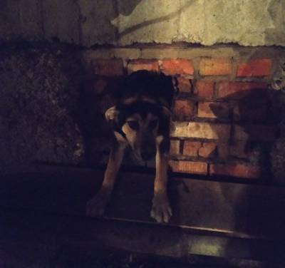 Ульяновские спасатели вытащили собаку, застрявшую в слуховом окне подвала - mur.tv - Ульяновск