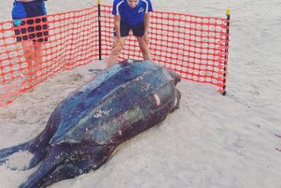 Крупнейшую в мире черепаху весом в полтонны нашли мертвой - mur.tv - Австралия
