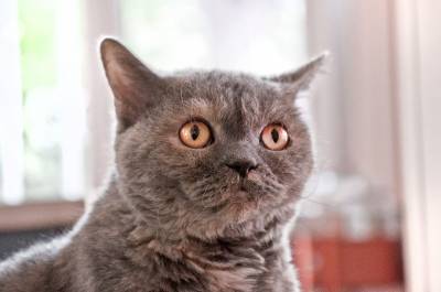 Марти Беккер - Почему на приеме у ветеринара кошка теряет шерсть клоками? - mur.tv