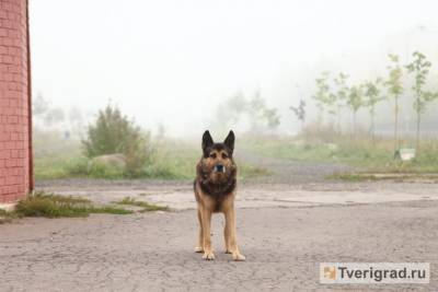 В Тверской области у собаки отрезали голову для анализов на бешенство - mur.tv - Тверская обл.