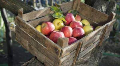 5 лучших способов хранения яблок на зиму - lublusebya.ru