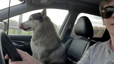 Московский водитель спас собаку на МКАД и устроил ее дальнейшую жизнь - mur.tv