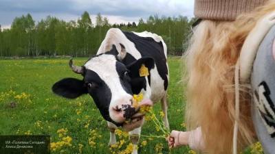 Австрийские ученые выяснили, что больше любят коровы в общении с людьми - mur.tv - Вена - county Frontier