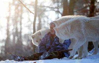 Волки привязываются к людям так же, как собаки - mur.tv