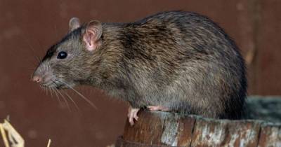 Ученые: Крысы с чипом в мозге будут определять COVID у людей по запаху - mur.tv - Великий Новгород
